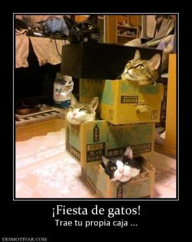 ¡Fiesta de gatos! Trae tu propia caja ...