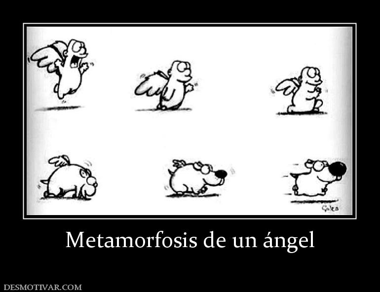 Metamorfosis de un ángel