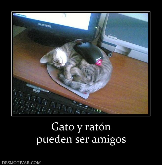 Gato y ratón pueden ser amigos