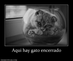 Aqui hay gato encerrado