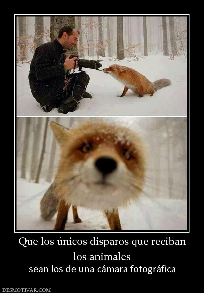 Que los únicos disparos que reciban los animales sean los de una cámara fotográfica