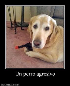 Un perro agresivo