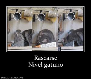 Rascarse Nivel gatuno