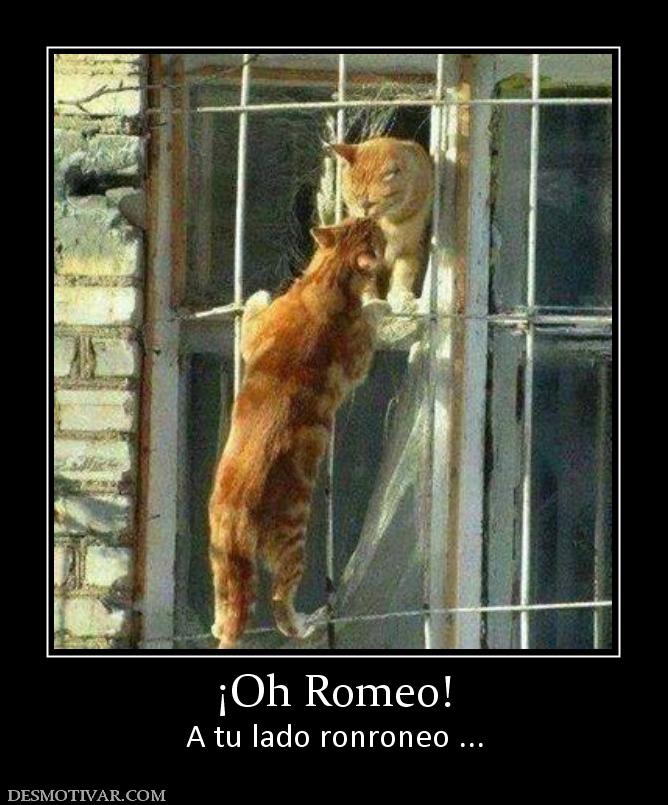 ¡Oh Romeo! A tu lado ronroneo ...