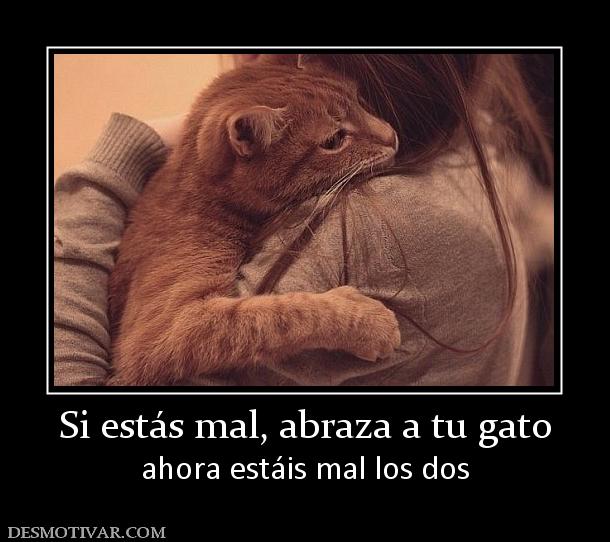 Si estás mal, abraza a tu gato ahora estáis mal los dos