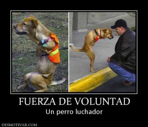 FUERZA DE VOLUNTAD Un perro luchador