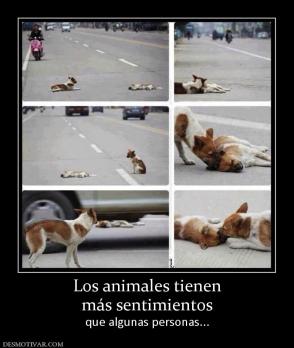 Los animales tienen más sentimientos  que algunas personas...