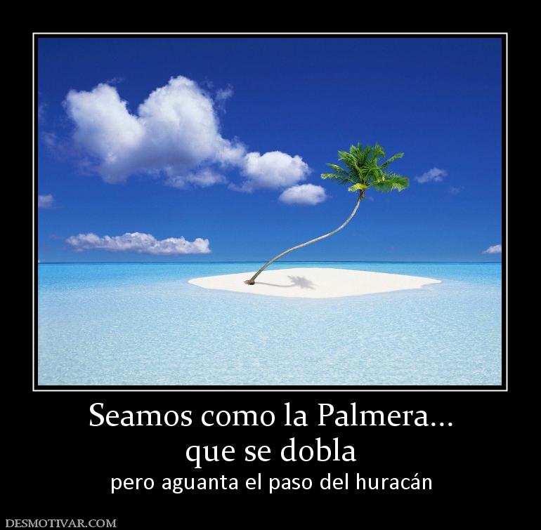 Seamos como la Palmera... que se dobla  pero aguanta el paso del huracán