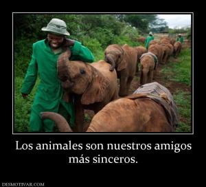 Los animales son nuestros amigos más sinceros.