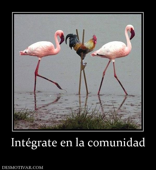 Intégrate en la comunidad