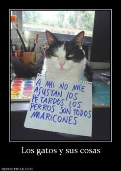 Los gatos y sus cosas