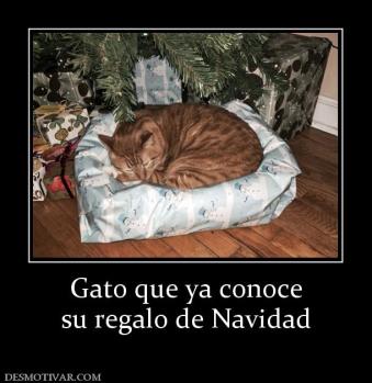 Gato que ya conoce su regalo de Navidad