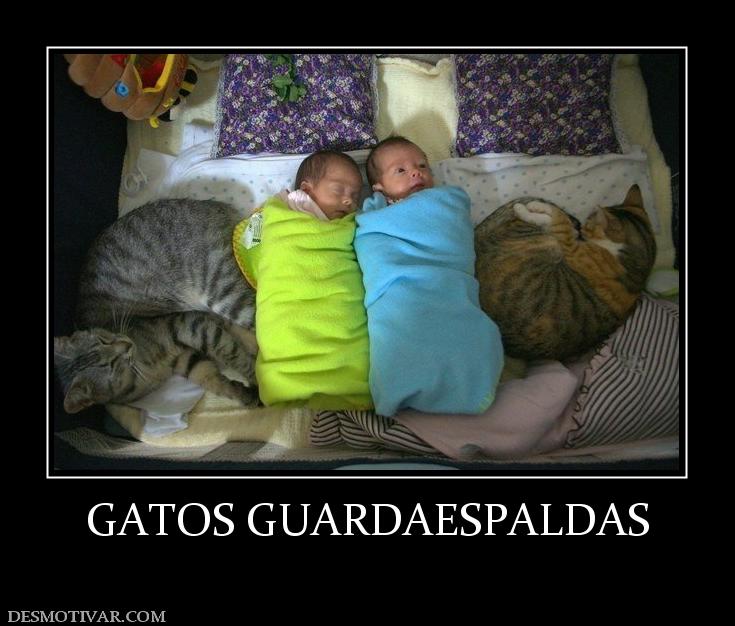 GATOS GUARDAESPALDAS