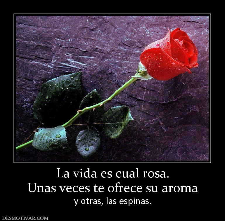 La vida es cual rosa. Unas veces te ofrece su aroma y otras, las espinas.