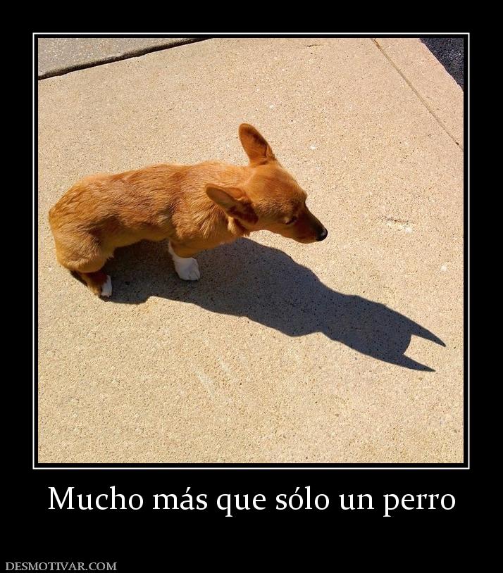 Mucho más que sólo un perro