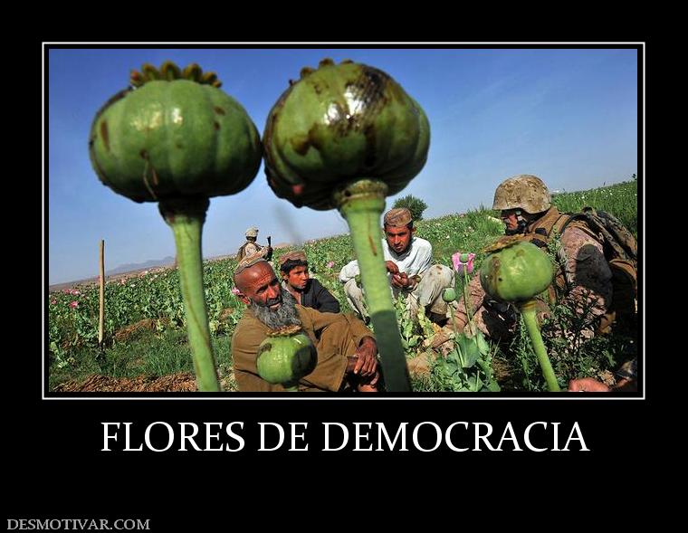 FLORES DE DEMOCRACIA