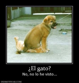 ¿El gato? No, no lo he visto...