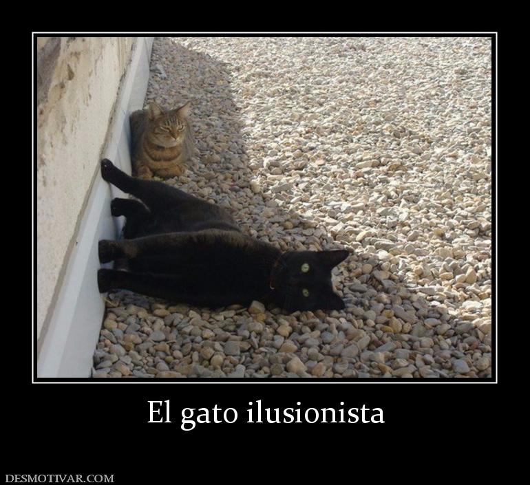 El gato ilusionista