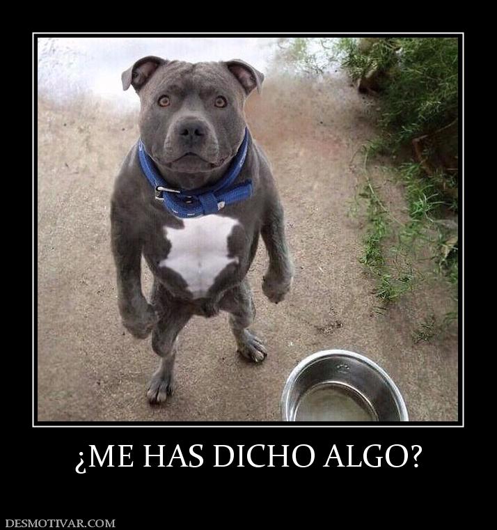 ¿ME HAS DICHO ALGO?