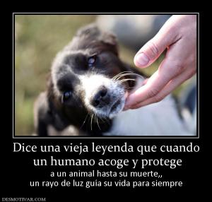 Dice una vieja leyenda que cuando  un humano acoge y protege a un animal hasta su muerte,, un rayo de luz guía su vida para siempre