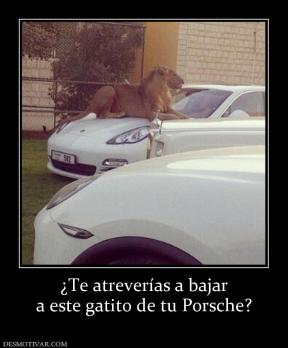 ¿Te atreverías a bajar a este gatito de tu Porsche?