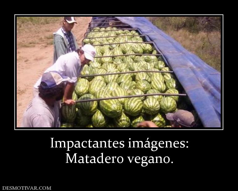 Impactantes imágenes: Matadero vegano.