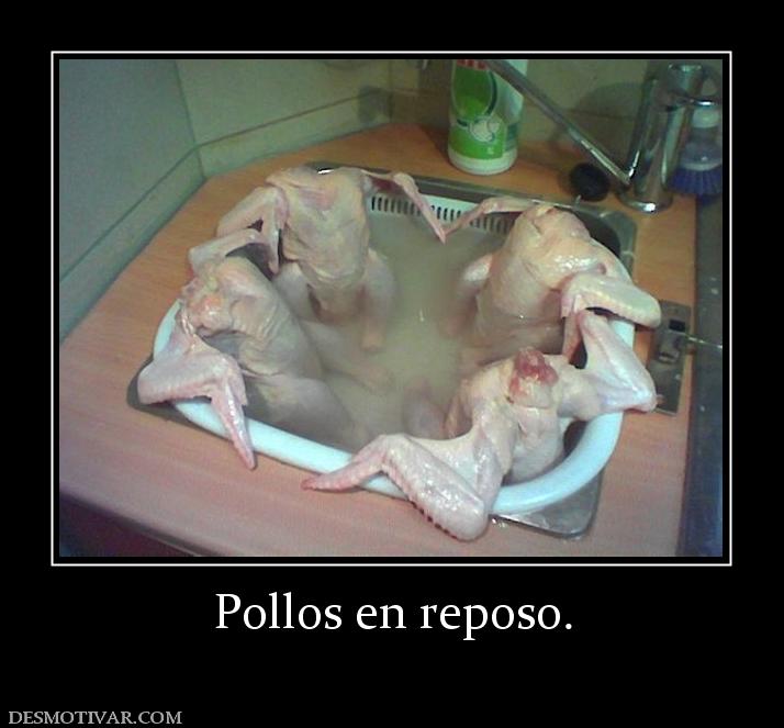 Pollos en reposo.