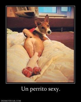 Un perrito sexy.