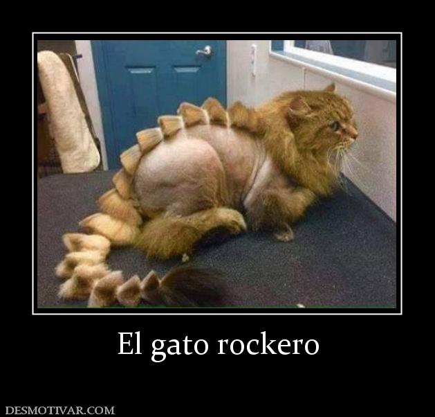 El gato rockero