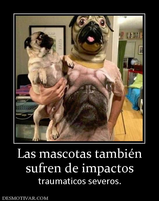 Las mascotas también sufren de impactos traumaticos severos.