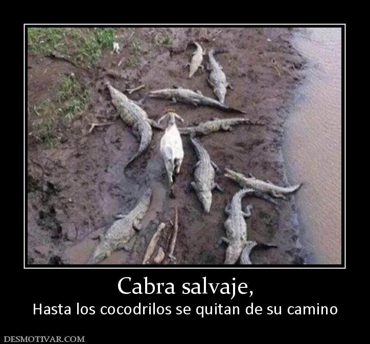 Cabra salvaje, Hasta los cocodrilos se quitan de su camino