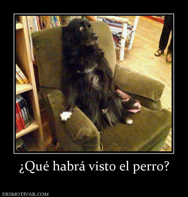 ¿Qué habrá visto el perro?