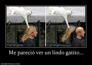 Me pareció ver un lindo gatito...