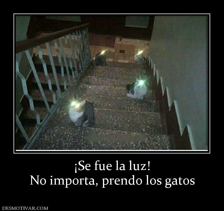 ¡Se fue la luz! No importa, prendo los gatos