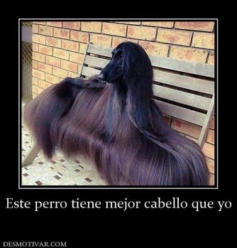 Este perro tiene mejor cabello que yo