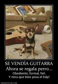 SE VENDÍA GUITARRA Ahora se regala perro... Obediente, formal, fiel. Y mira que bien posa el hdp!