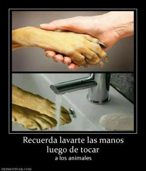 Recuerda lavarte las manos luego de tocar a los animales