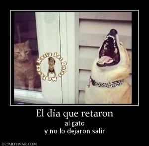 El día que retaron al gato y no lo dejaron salir