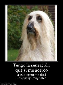 Tengo la sensación que si me acerco a este perro me dará un consejo muy sabio