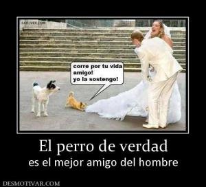 El perro de verdad es el mejor amigo del hombre