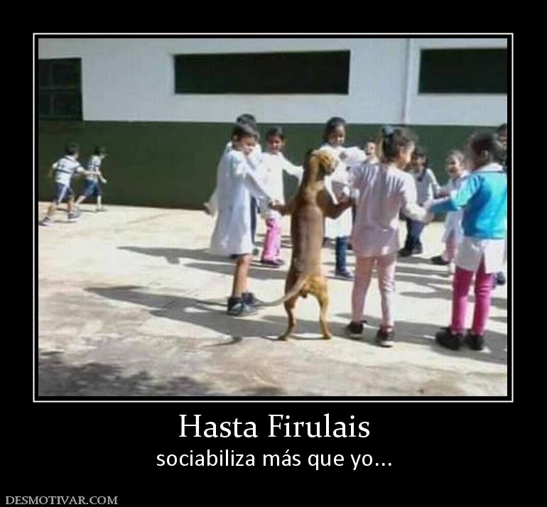 Hasta Firulais sociabiliza más que yo...