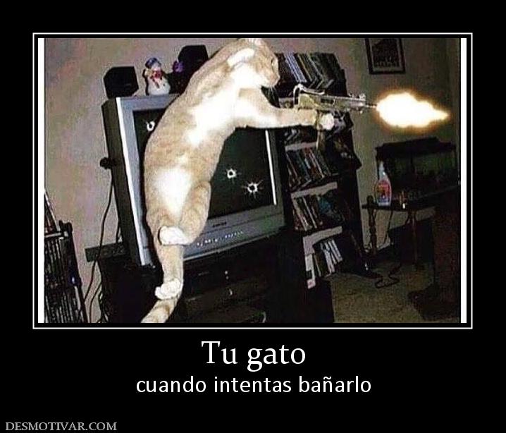 Tu gato cuando intentas bañarlo