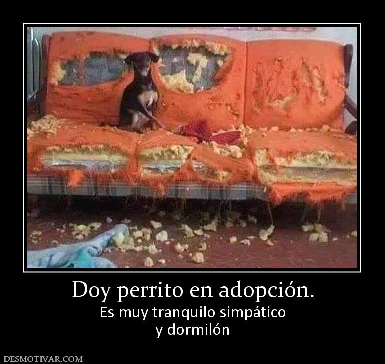 Doy perrito en adopción. Es muy tranquilo simpático y dormilón