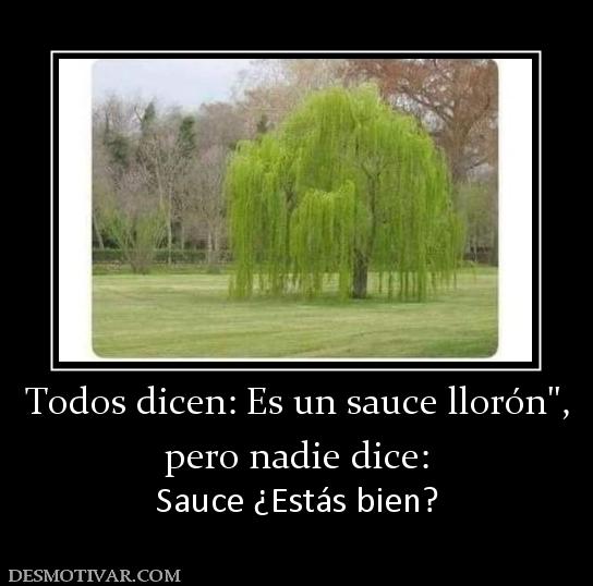 Todos dicen: Es un sauce llorón pero nadie dice: Sauce ¿Estás bien?