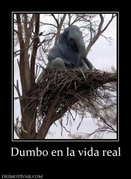 Dumbo en la vida real