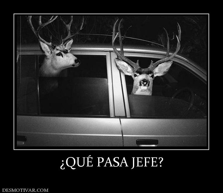 ¿QUÉ PASA JEFE?