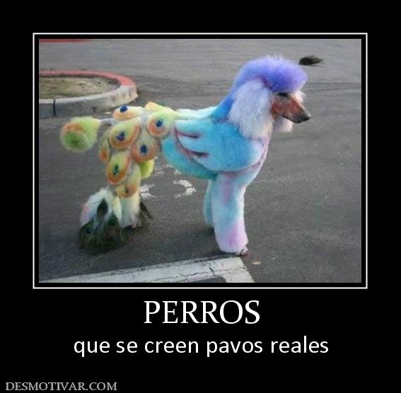 PERROS que se creen pavos reales