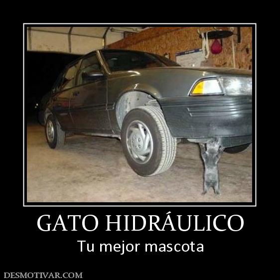 GATO HIDRÁULICO Tu mejor mascota