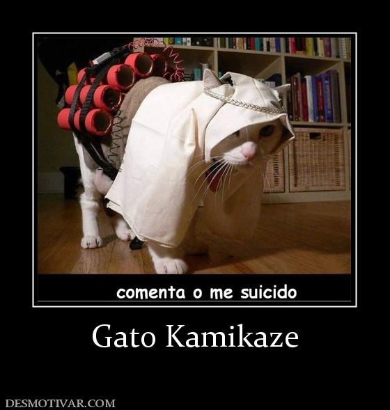 Gato Kamikaze