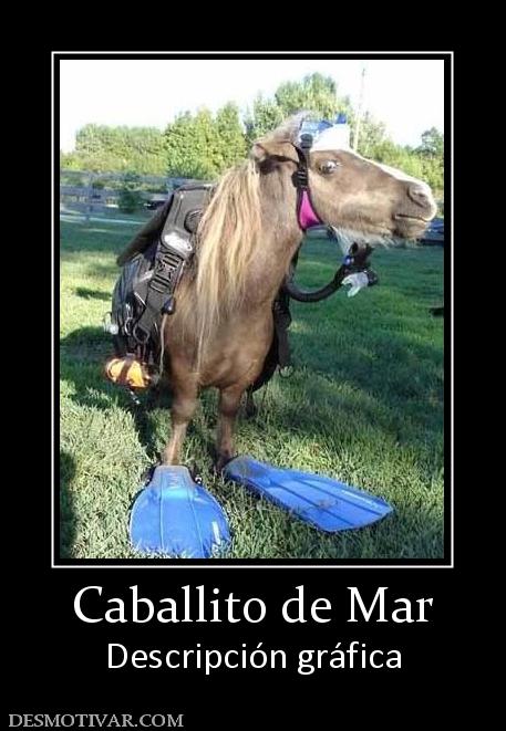 Caballito de Mar Descripción gráfica